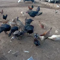 پنج عدد بوقلمون محلی به فروش می‌رسد|حیوانات مزرعه|فشاپویه, |دیوار