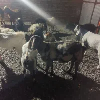بز دورگه شیر ده