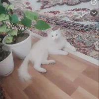 گربه خانگی|گربه|سراب, |دیوار