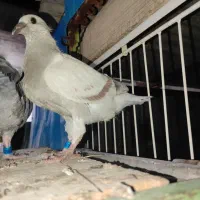 جوجه کبوتر مسافتی|پرنده|آبپخش, |دیوار