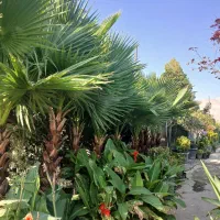 فروش انواع گل گیاه طراحی اجرا نگهداری فضای سبز|خدمات باغبانی و درختکاری|تهران, سعادت‌آباد|دیوار