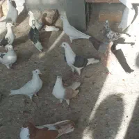 تعداد ۲۵ عدد کبوتر پرشی تهرانی|پرنده|ضیاء آباد, |دیوار