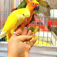 کشور ملوس هلندیون رام ضمانت 1 سال|پرنده|تهران, گلستان (شهرک راه آهن)|دیوار