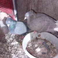 کبوتر آلمانی سینه سیاه طوقی و سرخ|پرنده|مشهد, عبادی|دیوار