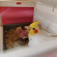 عروس هلندی لوتینو