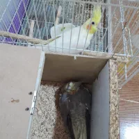 جفت عروس هلندی