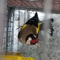 دوعدد سره رسمی|پرنده|تهران, مسعودیه|دیوار