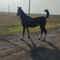اسب مادیان کورد