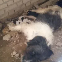 سگ برجی
