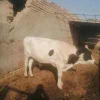 گوساله