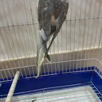 عروس هلندی|پرنده|بندرعباس, |دیوار