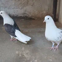 نر و ماده