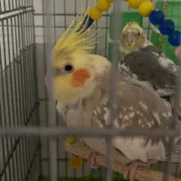 عروس هلندی مولد باهوش به همراه دوتا تخم