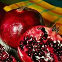 توزیع نهال انارساوه پربار شیرین