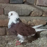 کبوتر پرشی|پرنده|آزادشهر, |دیوار