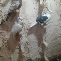 کبوتر پرشی|پرنده|نیشابور, دربقاضی|دیوار