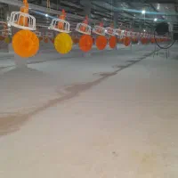 کارگر  مرغداری