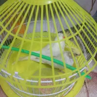 جوجه عروس هلندی لوتینو دون خور