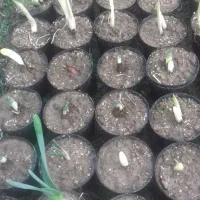 گل نرگس گلدانی