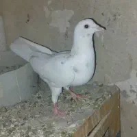 سلام تعداد ۱۵ عدد کفتر|پرنده|کرج, کوی امامیه|دیوار