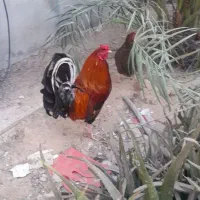 فروش مرغ خانگی