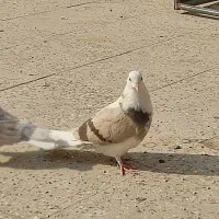 کفتر هما|پرنده|پاکدشت, پاکدشت (مامازند)|دیوار