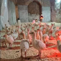 جوجه بوقلمون بیوتی فوق سنگین