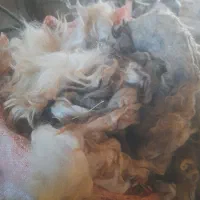 پشم شسته تمیز کیلو ۳۰تمن