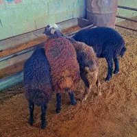 بره های قزل افشاری اصل مخصوص پرواری(گوسفند|حیوانات مزرعه|گنبد کاووس, |دیوار