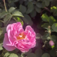 فروش زمین کشاورزی روستای ازوار کاشان|فروش دفتر صنعتی، کشاورزی، تجاری|برزک, |دیوار