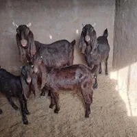 ۲راس سالار بز کهره دار.|حیوانات مزرعه|مرودشت, تخت جمشید|دیوار