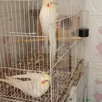 دو جفت عروس هلندی کار داده|پرنده|مشهد, قائم|دیوار