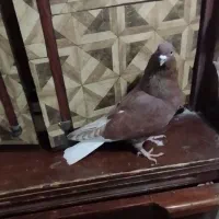 کبوتر طوقی|پرنده|بروجرد, |دیوار