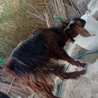 گوسفند|حیوانات مزرعه|ایرانشهر, |دیوار