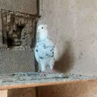 طوقی گم کردم شازده سرخ  عکس نمایشی