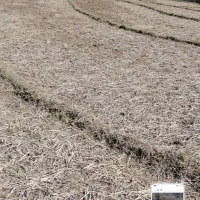 زمین مزروعی ۲۰۰۰ متر شیراباد تالش|فروش زمین و ملک کلنگی|حویق, |دیوار