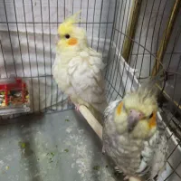 جفت عروس هلندی در شادگان