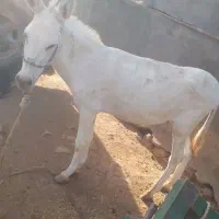 فروش یه الاغ نر گله ای سالم به شرط