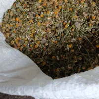 گل بابونه تمیز و باکیفیت بالا