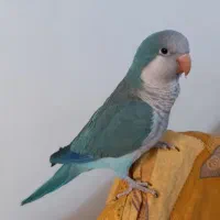 طوطی راهب|پرنده|بهارستان, |دیوار