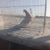 سلام یک جفت نروماده سالم|پرنده|نیشابور, باغ نو|دیوار