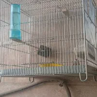 سهره|پرنده|گلستان (تهران), |دیوار