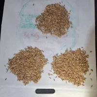 شلتوک بذری