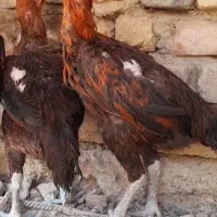 تعدادی مرغ و خروس لاری نسلدار .اوشامو. افغان اصل|حیوانات مزرعه|زاهدان, |دیوار