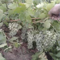 انگور برای شیره