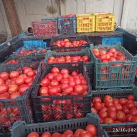 گوجه گوشتی