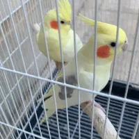 عروس هلندی مولد همراه جوجه و قفس