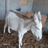 شیر الاغ واسب