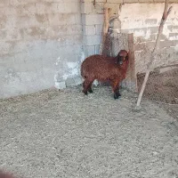 بره