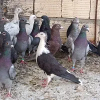 پلاکی بیرونی|پرنده|شیراز, دارالرحمه|دیوار